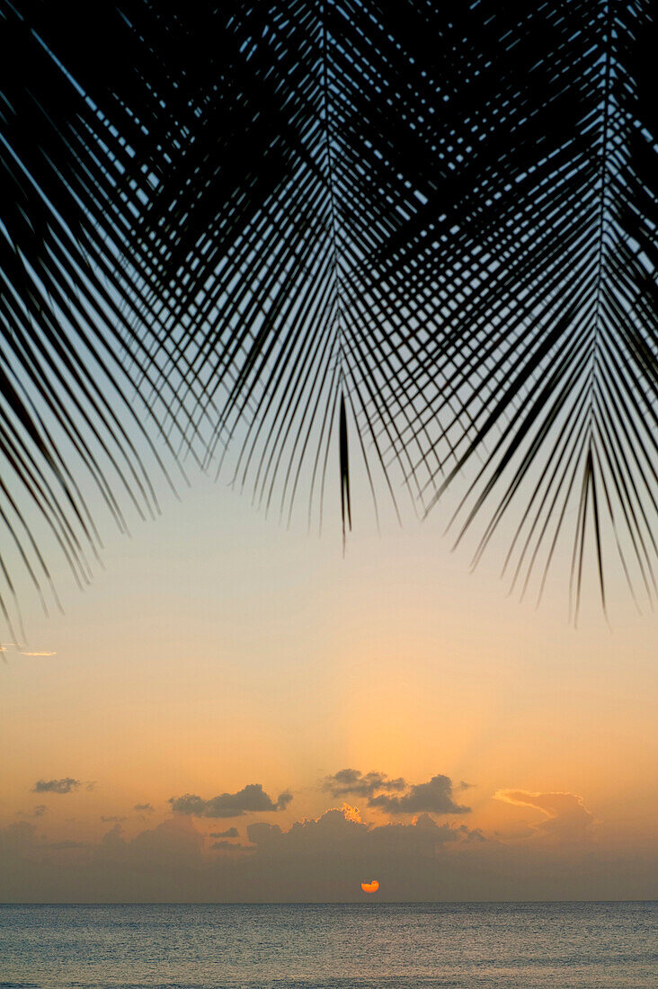 Looking through palm trees to sunset on the west coast of Barbados, Barbados