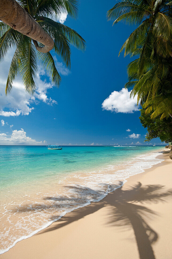 Palm tree leaning over the beach near Holetown, Barbados, Barbados