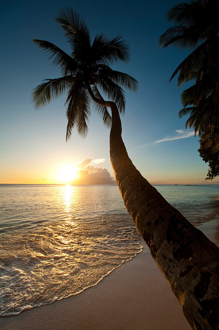 Palm tree leaning over the beach near Holetown at dusk, Barbados, Barbados