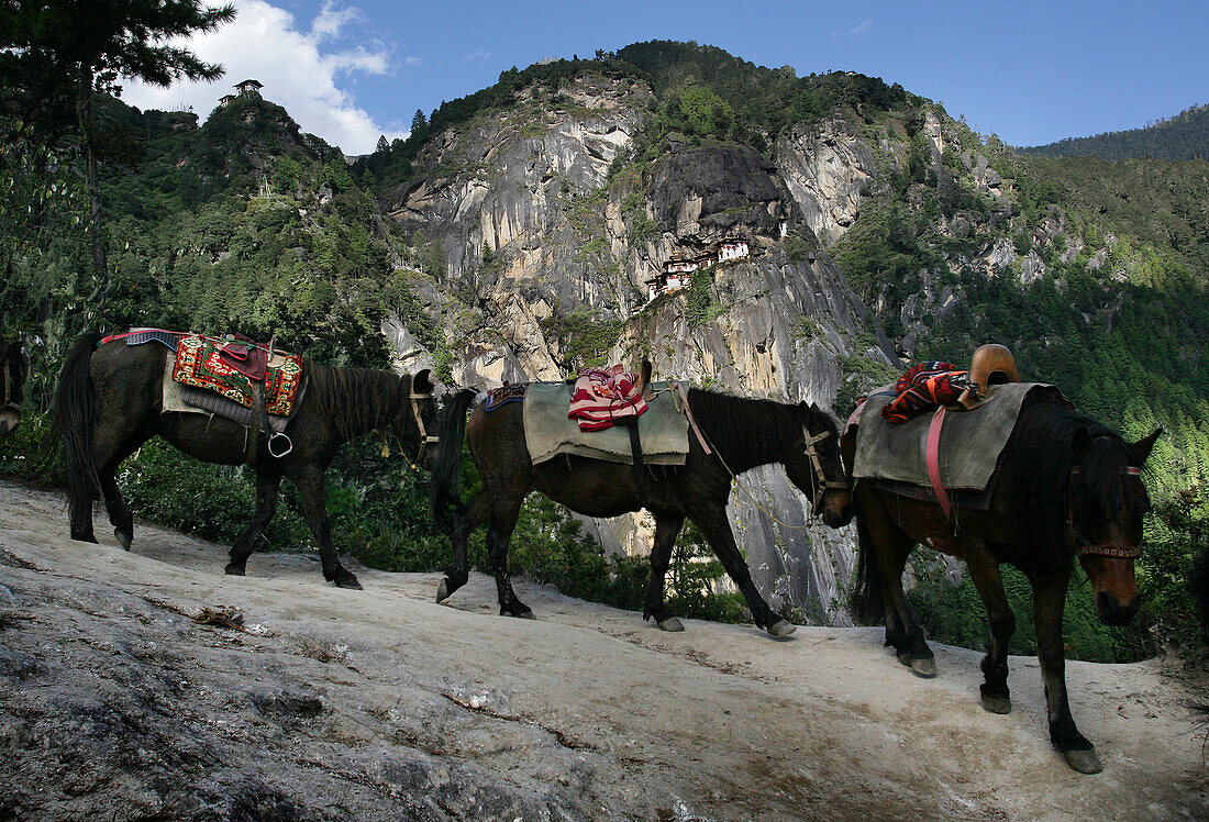 Horses walking Taktsang Monastery, Paro, Kingdom of Bhutan