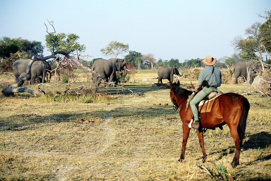 Riding close to large breeding herd of elephants in the bush, Okavango Delta, Botswana