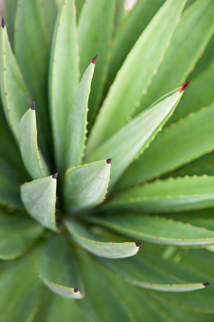 Aloe Plant, South Africa