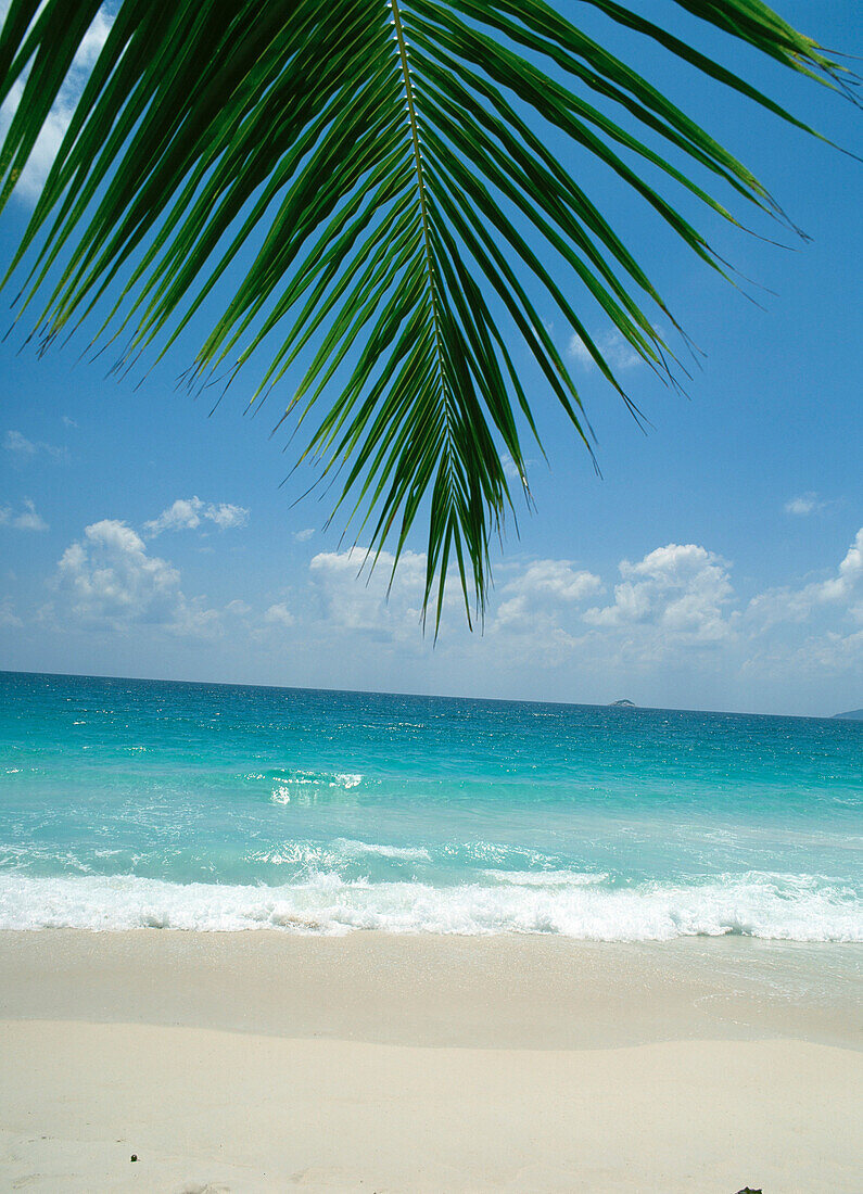 Palm leaf hanging over white sand beach, Anse Lazio, Praslin, The Seychells