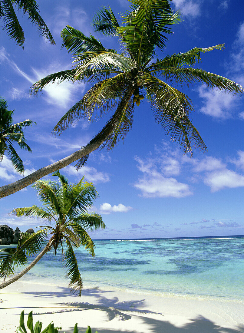 Palm tree on tropical beach in Anse Sourse D'Argent, Anse Sourse D'Argent, La Digue, The Seychelles