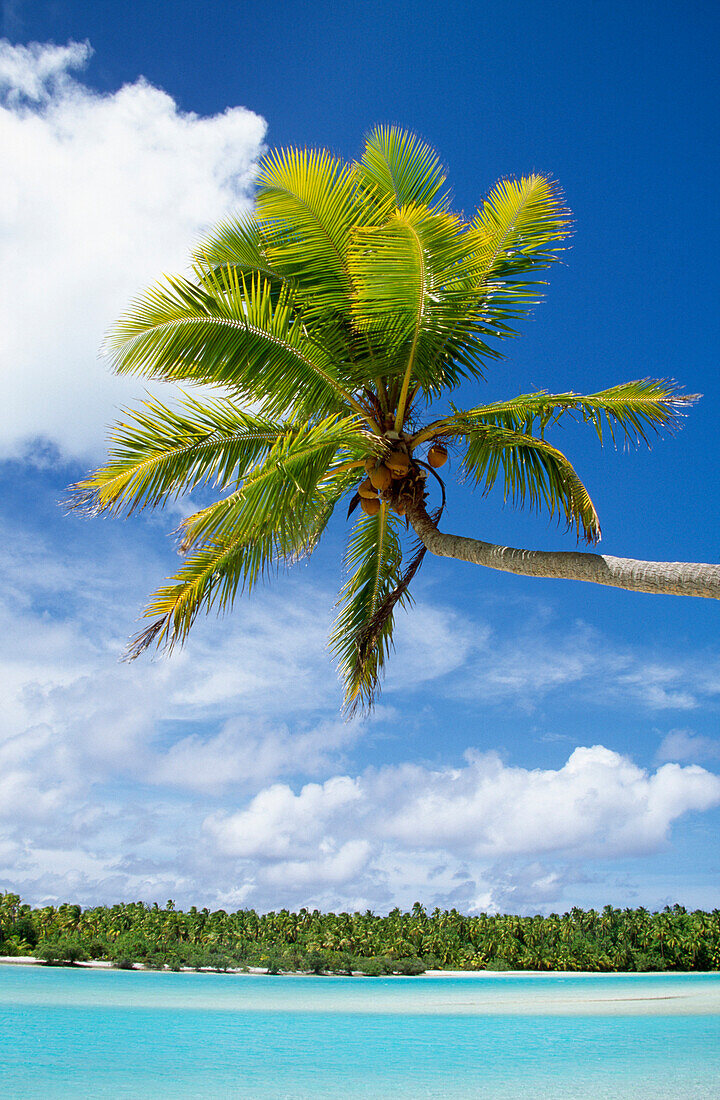 Palm tree and beach, Aitutaki, Cook Islands
