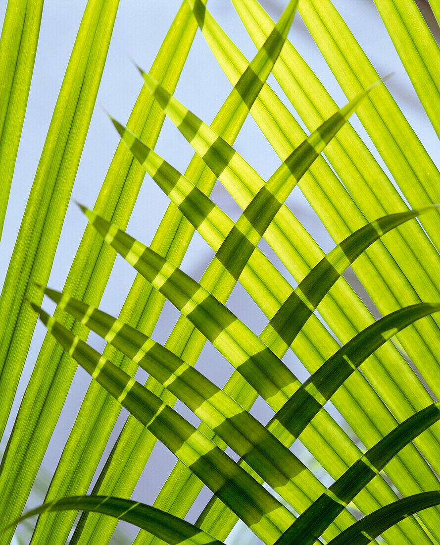 Palm leaves, close up, Columbo, Sri Lanka