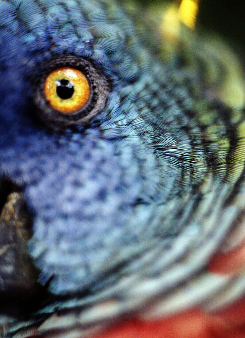 Parrot, Close Up, St Lucia