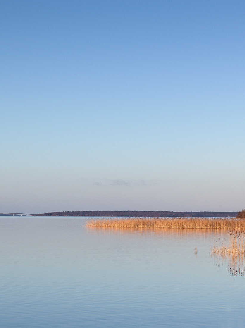 Reed bed at Lake Vanern, Mariestad, Sweden