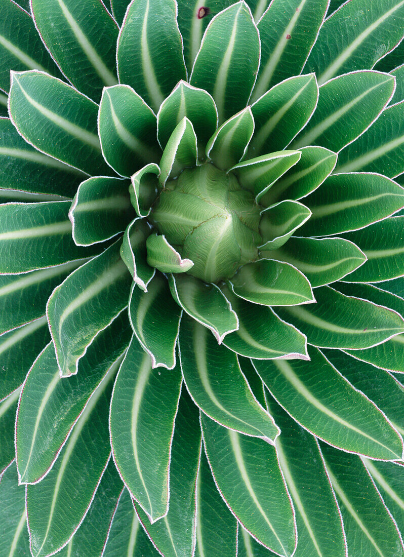 Plant on Mt Meru, Close Up, Arusha National Park, Tanzania