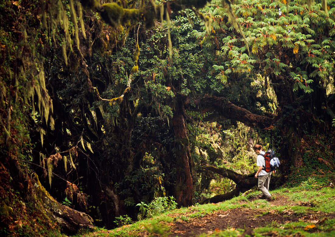 Tourist walking down through forest of Mt Meru, Arusha National Park, Tanzania.