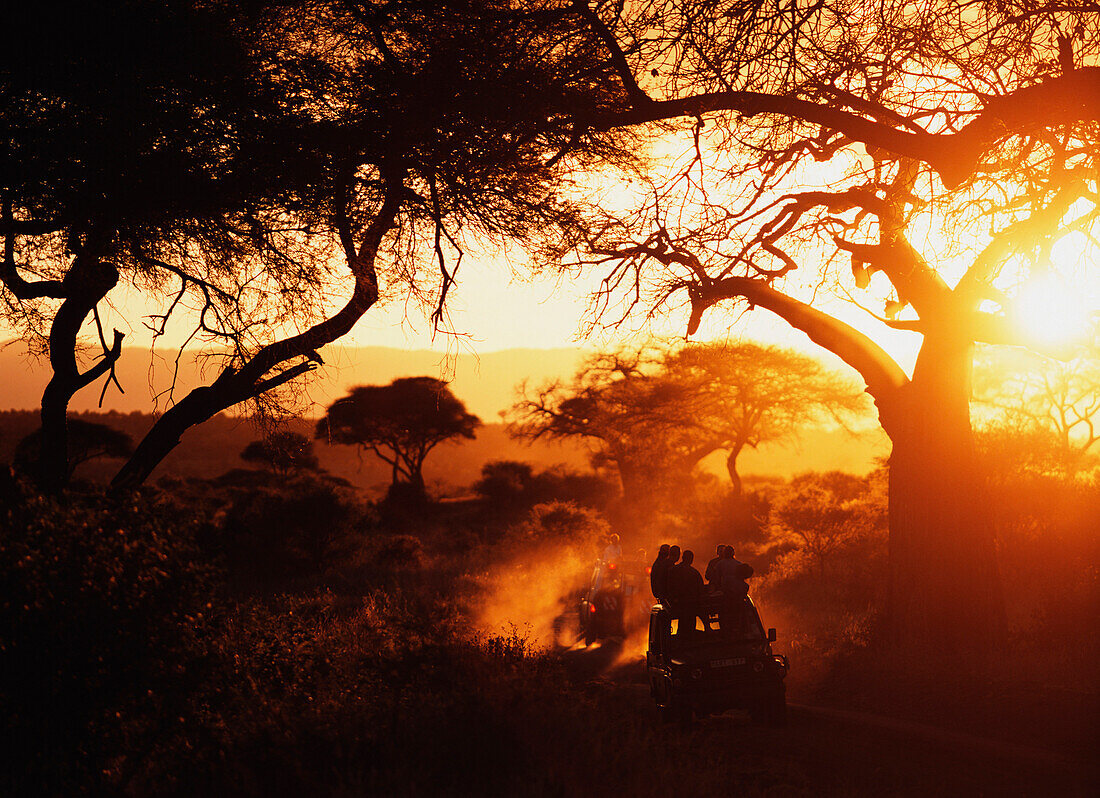 Jeeps at dusk beneath Baobab trees Tarangire National Park, Tanzania
