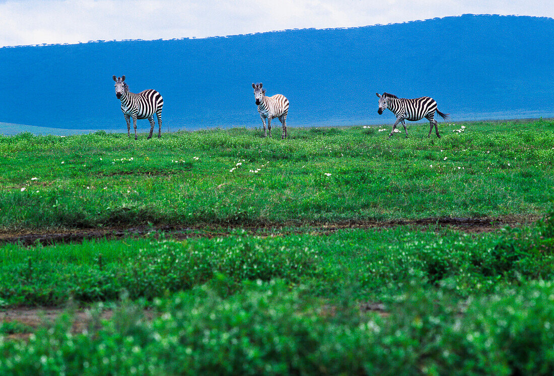 Zebra on Ngorongoro Crater, Tanzania.