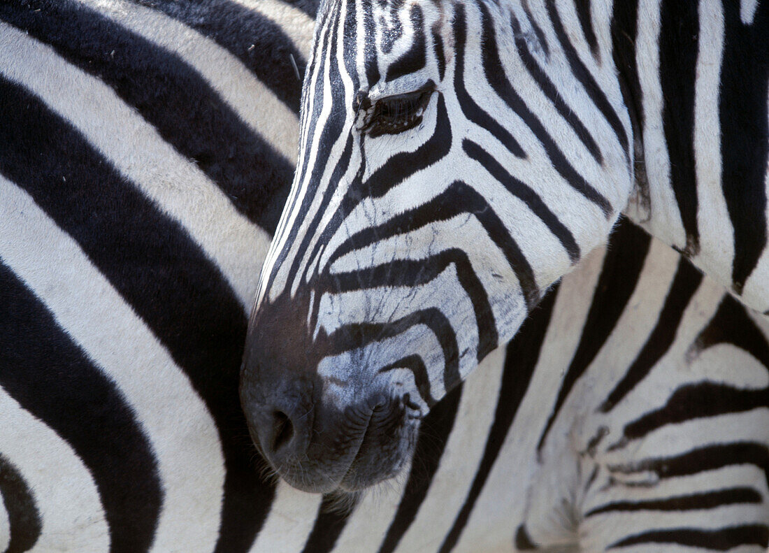 Zebras face and mid body, Close up, Ngorogoro National Park, Tanzania