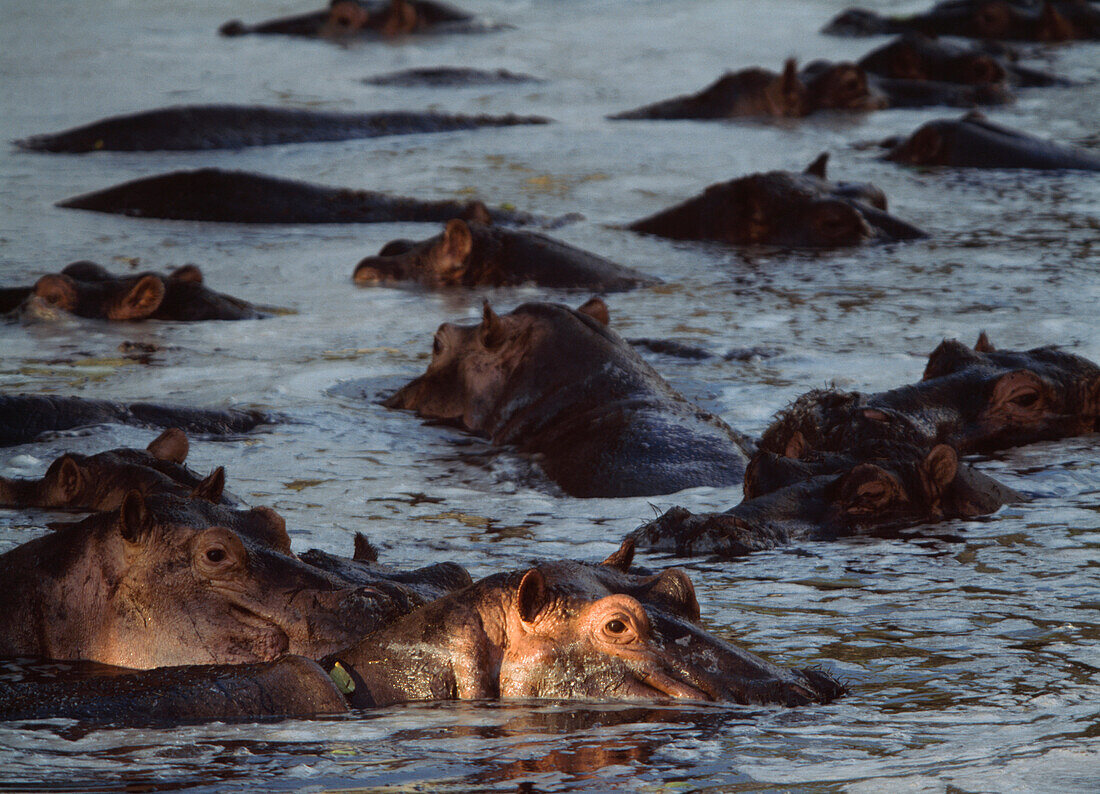 Hippos wallowing in pool at dusk, Selous Game Reserve, Tanzania
