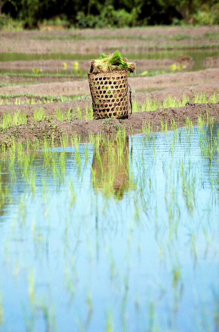 Rice basket in paddy field, Chaing Mai, Thailand, Asia