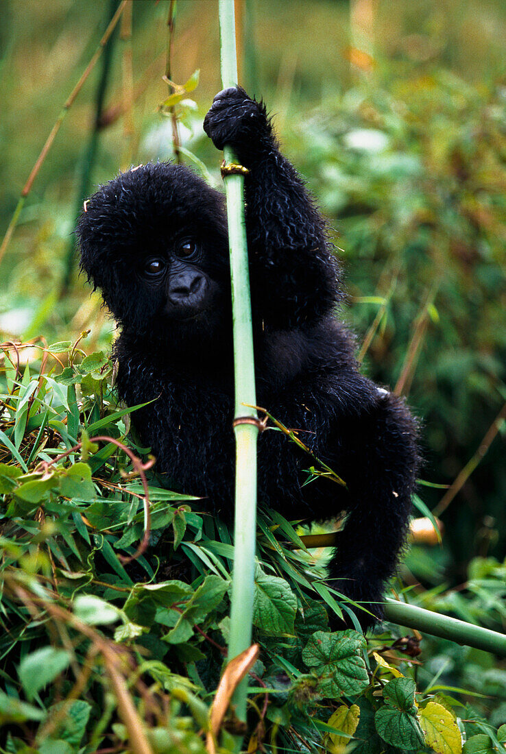 Close-up of young gorilla, looking at camera, Kabale, Uganda