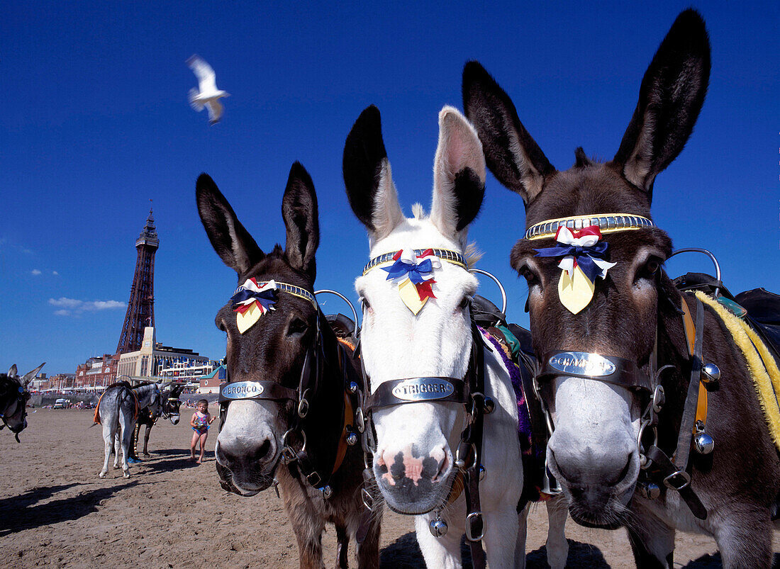 Donkeys on beach with Blackpool tower, Blackpool, Lancanshire