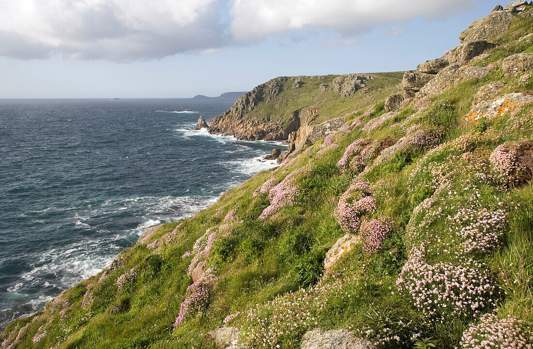 Headland and Sea Pinks, towards Cape Cornwall, Cornwall, England.