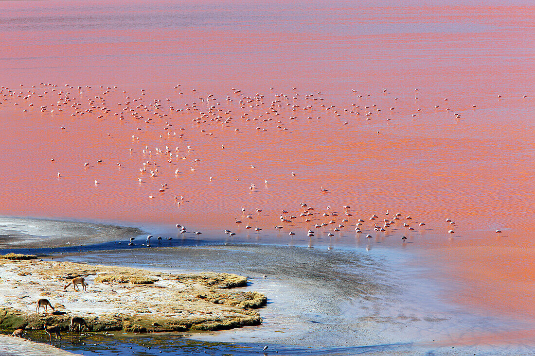 Bolivia, altiplano, laguna Colorada, pink flamingoes and vicunas