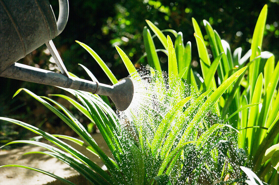Close-up of a watering can watering plants in a garden