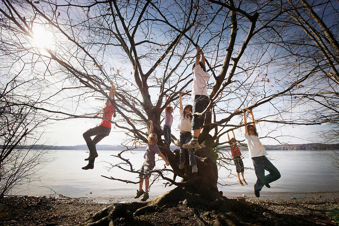 Kinder toben am Seeufer, klettern in einem Baum, Schlosspark Leoni, Leoni, Starnberger See, Bayern Deutschland
