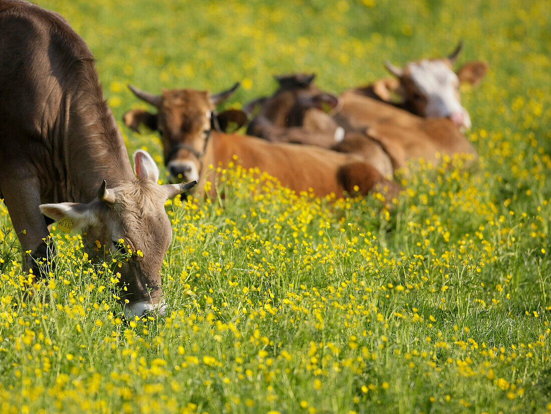 Young cows lying on a Spring meadow, Domestic cattle, Muensing, Bavaria, Germany