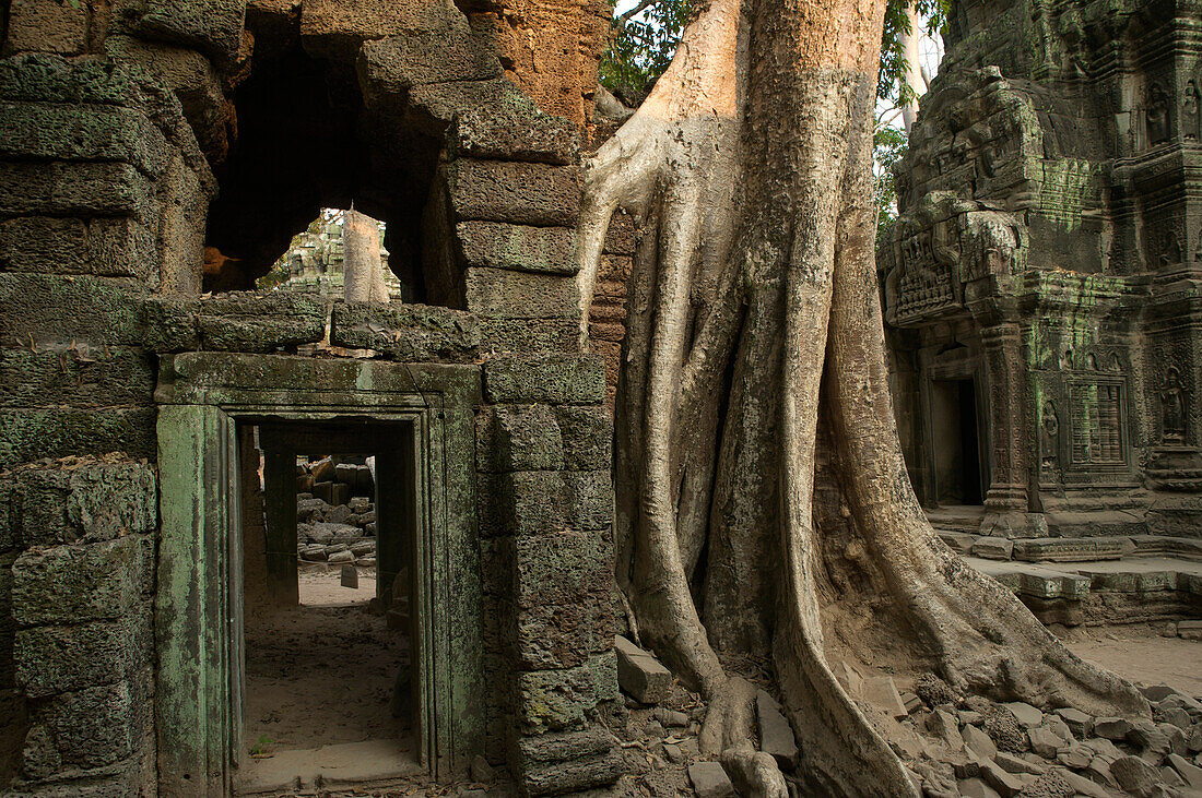 Wurzeln eines mächtigen Wollbaumes an den Tempeln Ta Prohm, Preah Khan, Angkor, Kambodscha, Asien