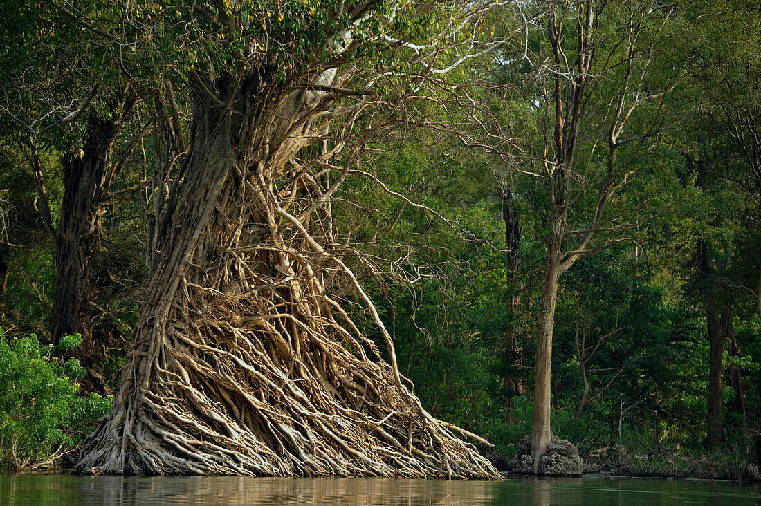 Baum mit sehr vielen Luftwurzeln im Mekong nördlich von Stung Treng, Kambodscha, Asien