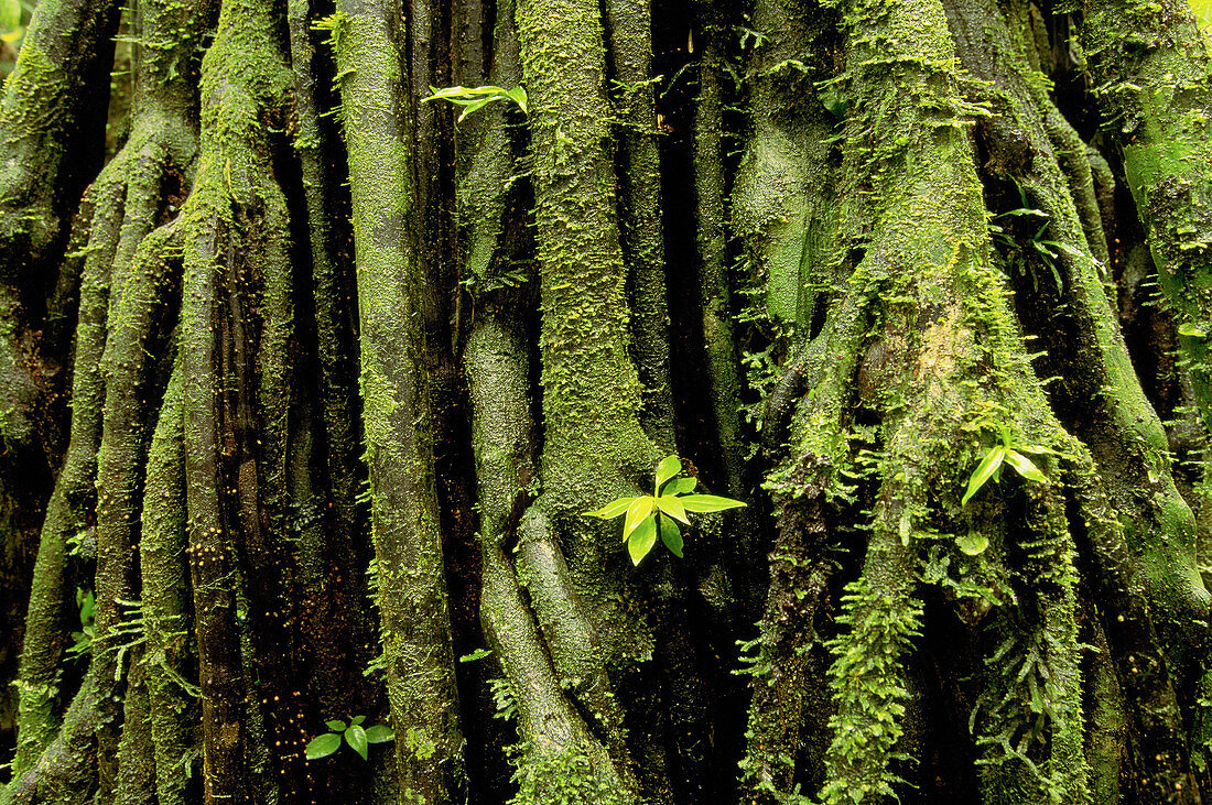 Palm Iriartea, Amazon Forest, Manu National Park, Peru