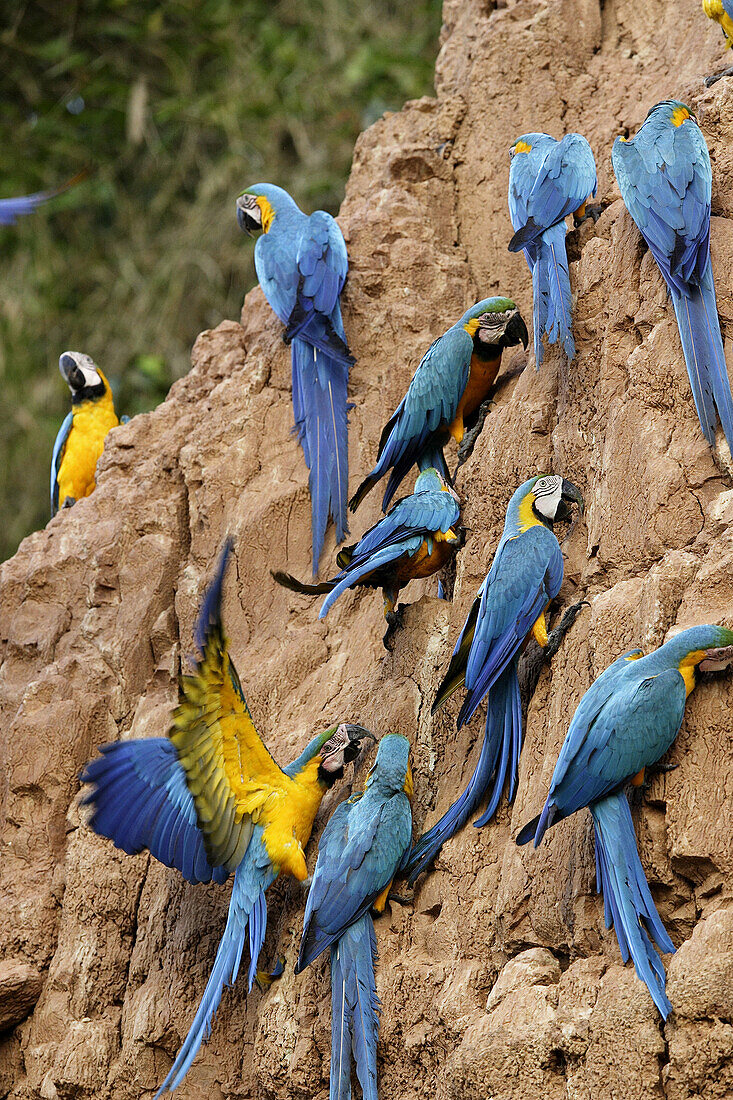 Blue and Gold Macaw Ara ararauna, Peru