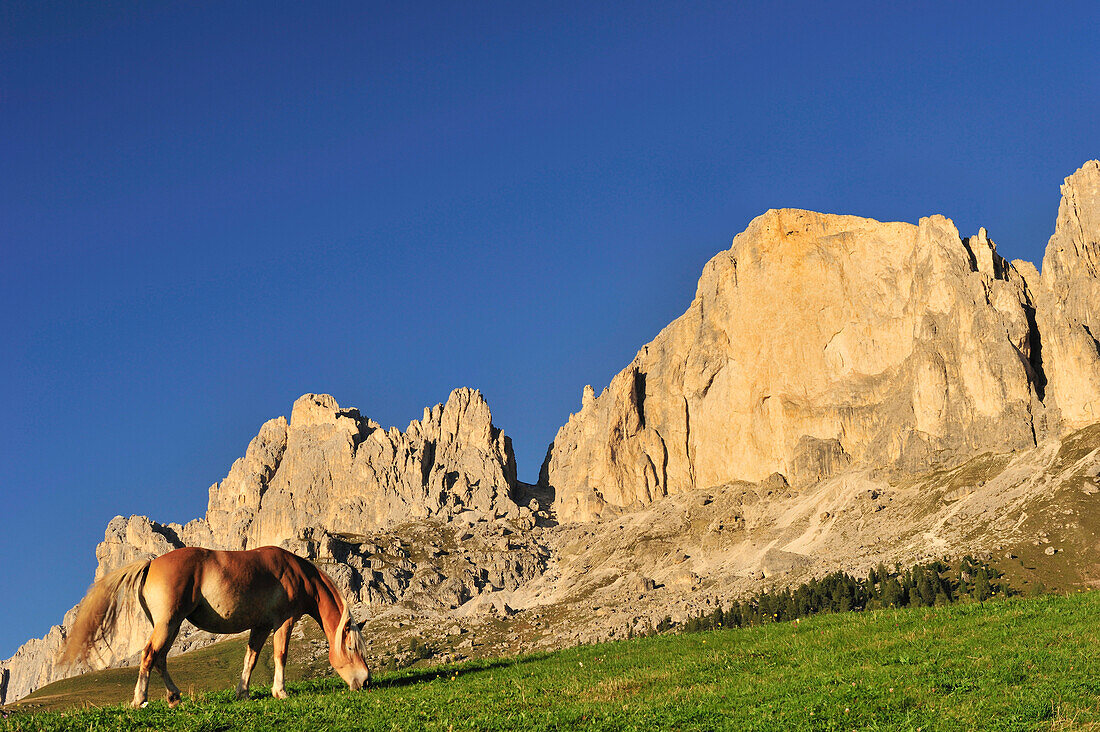 Horse on the meadow beneath Rotwand, Rosengarten, Dolomites, UNESCO World Heritage Site, South Tyrol, Italy