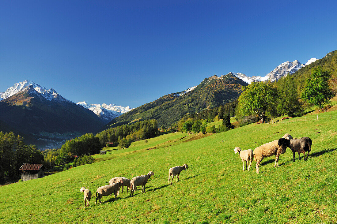 Sheep on Telfeser meadows with view towards Stubai mountain range, Stubai, Stubai Alps, Tyrol, Austria