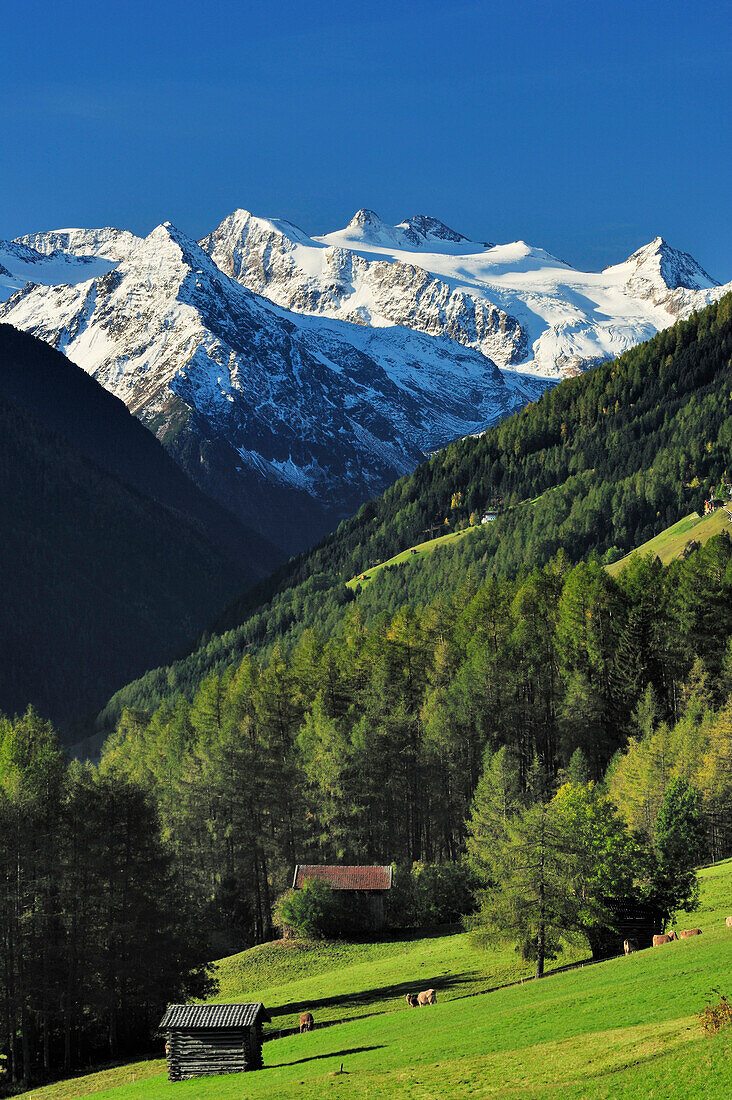 Telfeser Wiesen mit Blick auf Stubaier Hauptkamm, Stubai, Stubaier Alpen, Tirol, Österreich