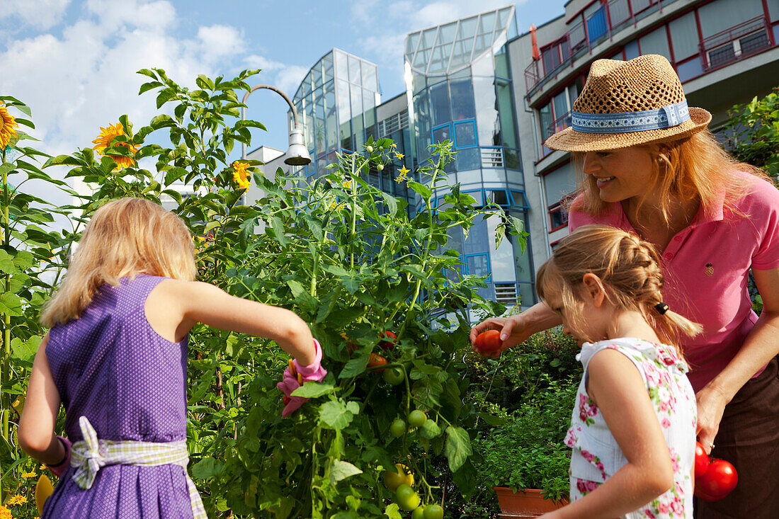 Family, mother and two girls harvesting tomatoes, Urban Gardening, Urban Farming, Stuttgart, Baden Wurttemberg, Germany