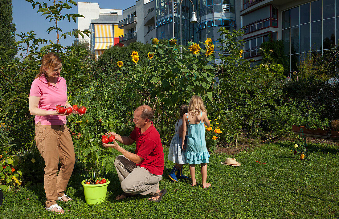 Family, Father, mother and two daughters harvesting tomatoes, Urban Gardening, Urban Farming, Stuttgart, Baden Wurttemberg, Germany