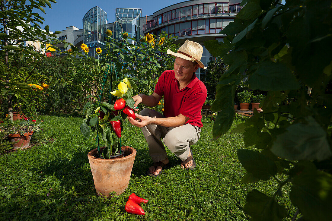 Mann erntet Paprika in seinem städtischen Schrebergarten, Urban Gardening, Urban Farming, Stadtgarten, Stuttgart, Baden Württemberg, Deutschland