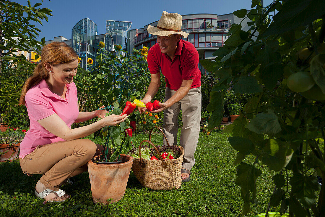 Mann und Frau ernten Paprika, gärtnern im städtischen Schrebergarten, Urban Gardening, Urban Farming, Stadtgarten, Stuttgart, Baden Württemberg, Deutschland