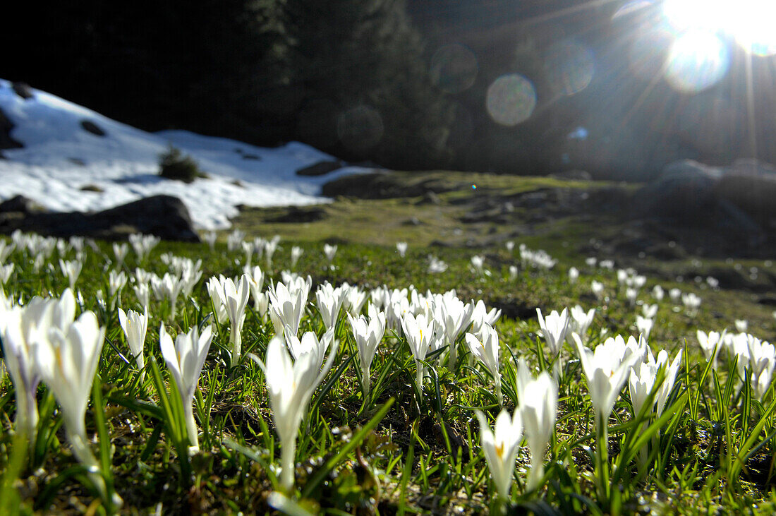 Crocusses in an alpine meadow, South Tyrol, Italy, Europe