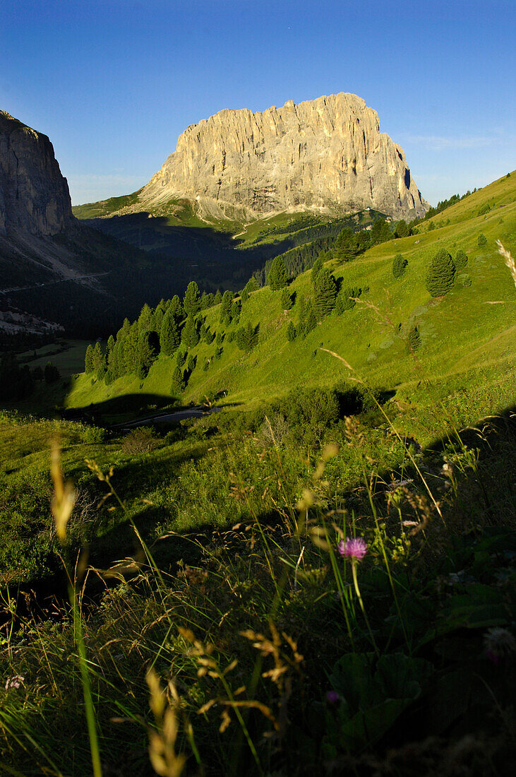 Leaves of grass, Sass Ciampac, Sellastock, Langkofel, Ladin Valley, UNESCO world natural heritage, South Tyrol, Trentino-Alto Adige, Italy