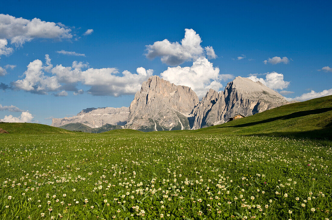Blumenwiese im Tal, Langkofel, Plattkofel, Seiser Alm, Eisacktal, Südtirol, Trentino-Alto Adige, Italien