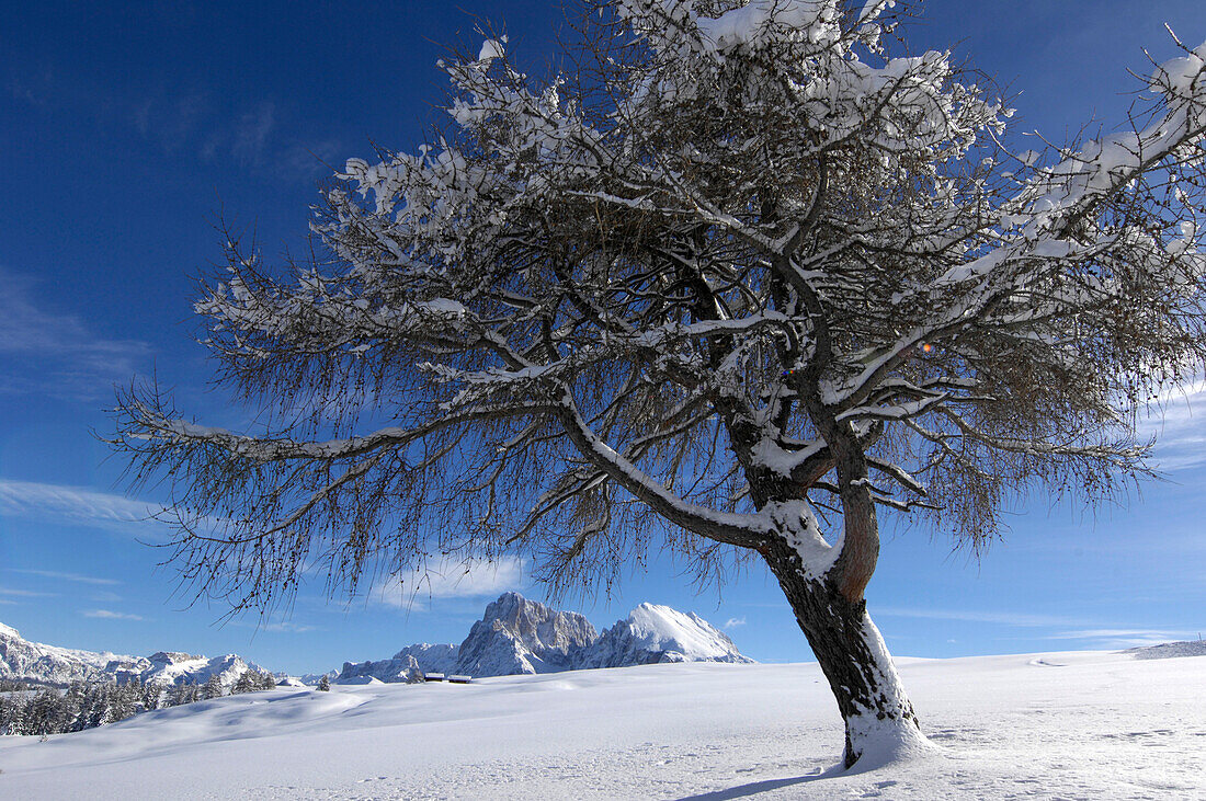 Deciduous tree in snow, Plattkofel alpine pasture, Seiser Alm, Dolomites, South Tyrol, Trentino-Alto Adige, Italy
