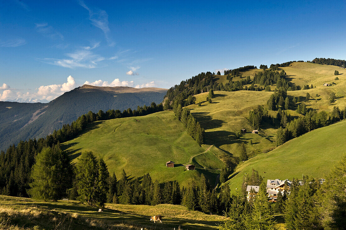 Raschötz,  Monte Piz, Seiser Alm, Naturpark Schlern-Rosengarten, Valle Isarco, Südtirol, Trentino-Alto Adige, Italien