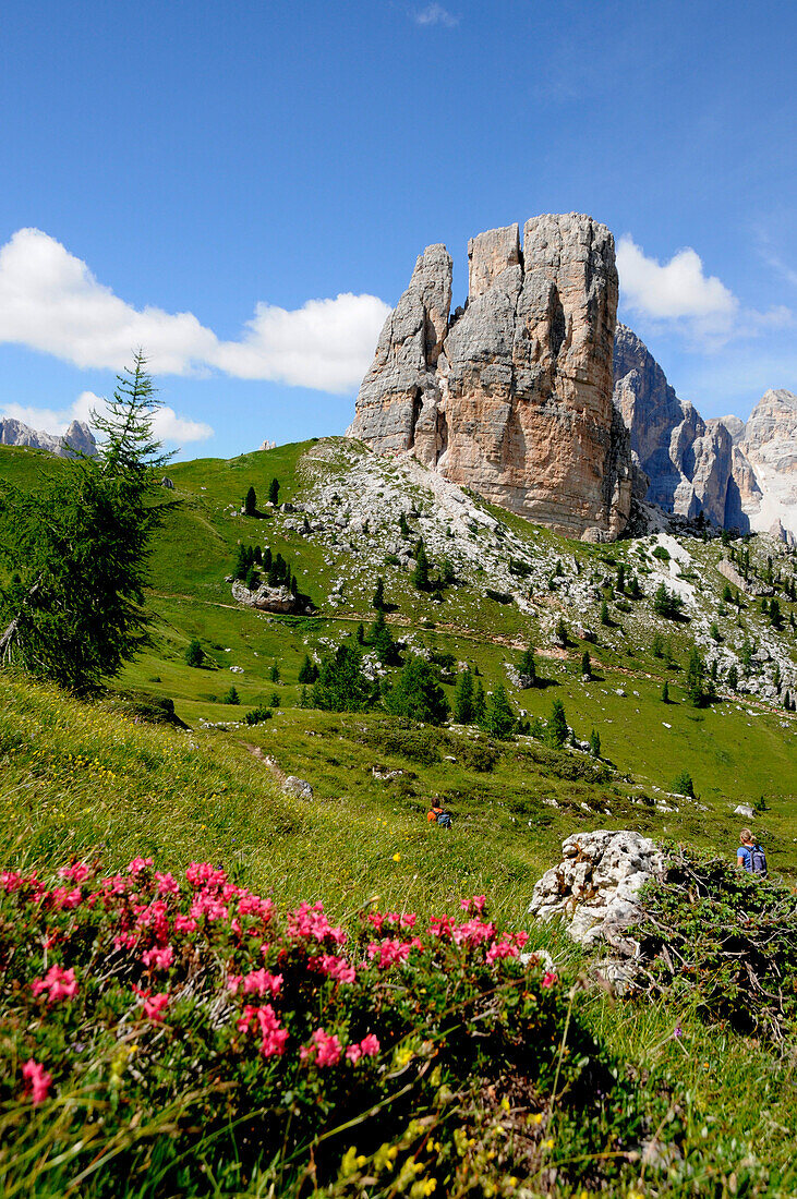 Alpine rhododendron, Cinque torri, Dolomiti ampezzane, Dolomites, South Tyrol, Trentino-Alto Adige, Italy