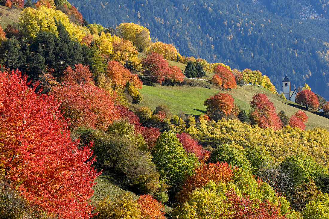 Autumn in the mountains, Lajen, Sellastock massif, Dolomites, South Tyrol, Trentino-Alto Adige, Italy