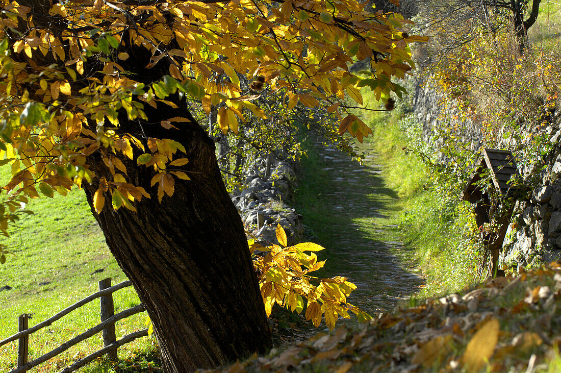 Kastanienbaum beim Zaun, Keschtnweg, Valle Isarco, South Tyrol, Italy, Südtirol, Trentino-Alto Adige, Italien