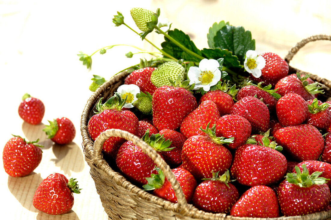Strawberry harvest in basket, South Tyrol, Trentino-Alto Adige, Italy