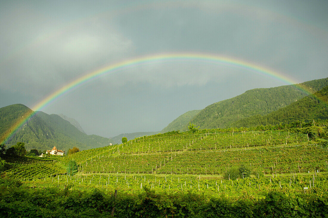 Regenbogen über Weinfeldern, Obermais, Meran, Alto Adige, Südtirol, Italien, Europa