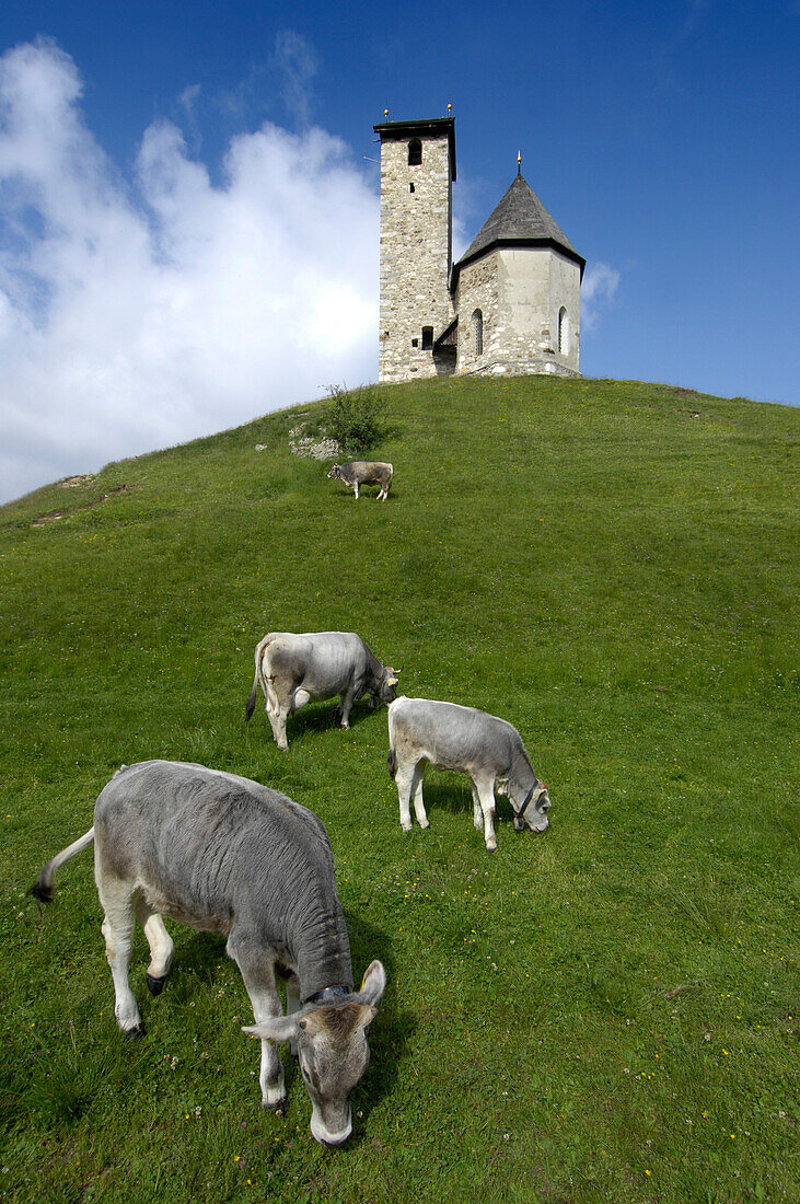 Kühe vor einem Hügel mit Kirche, Burggrafenamt, Alto Adige, Südtirol, Italien, Europa