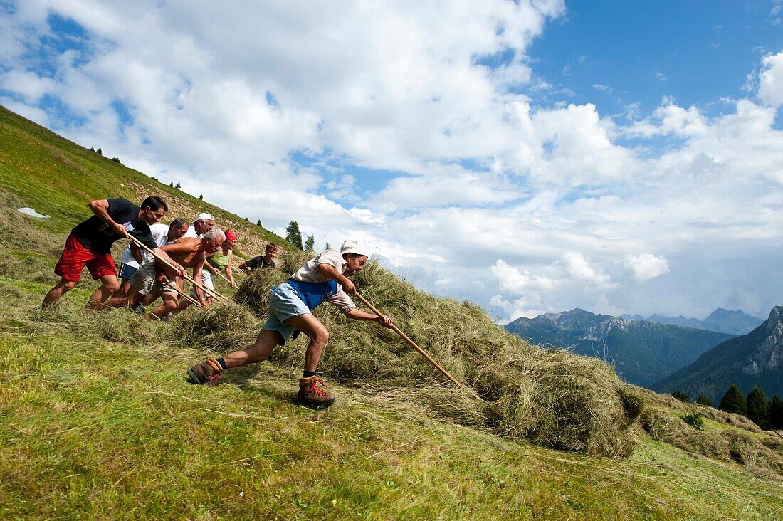 People at hay harvest, Val d'Ega, Alto Adige, South Tyrol, Italy, Europe