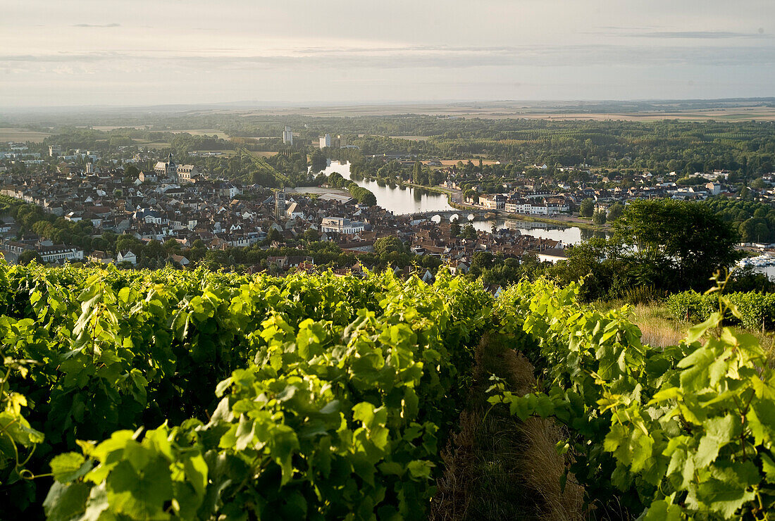 France, Burgundy, Yonne, Joigny, general view, vineyards